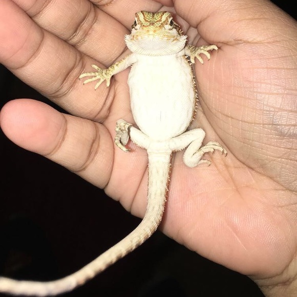 Profile Picture of Dawn Barber (@dawnychica) on Poshmark