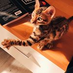 Profile Picture of Я Хьюстон Кот (Houston Cat) (@troublehuston) on Instagram