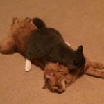 Profile Picture of CIDER And THEODORE Kramer (@cider.theo.and.casey) on Instagram