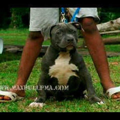 Profile Picture of Maximo Valdes (@mvaldes0125) on Twitter