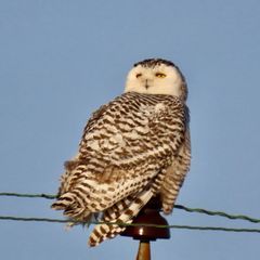 Profile Picture of nancysenterfit (@nancysenterfit) on Tiktok