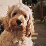 Profile Picture of Eddy Edwards🐶 (@cockapoo_eddy) on Instagram