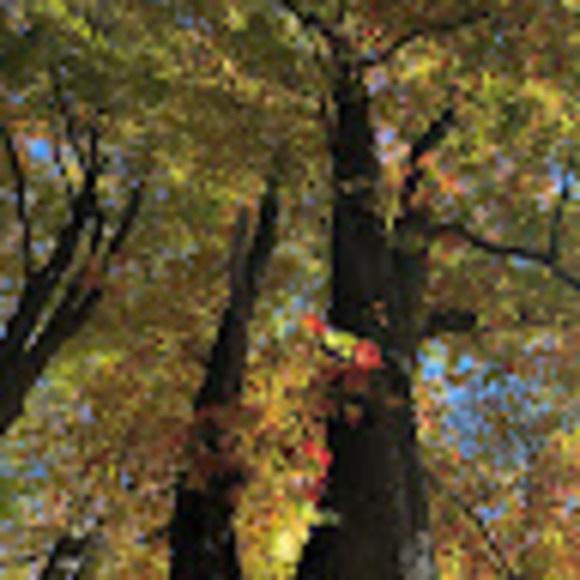 Profile Picture of Eileen Goodell (@eileen_goodell) on Poshmark