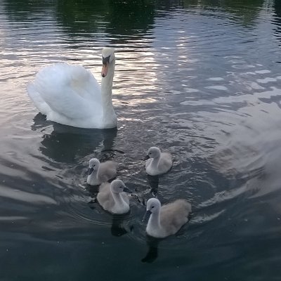 Profile Picture of Andy Woodall (@arinc429andy) on Twitter