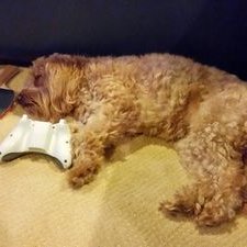 Anthony Delligatti - Twitter Profile Picture of Anthony Delligatti (@tonydellig) on Twitter