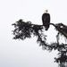 Profile Picture of David Hamicev (@davidhamicev) on Pinterest
