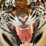 Profile Picture of Jim Gregory (@jimbeaux2611) on Instagram