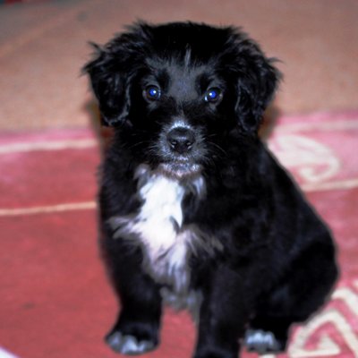 Profile Picture of Alan Clough (@cloughie54) on Twitter