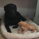 Profile Picture of Brooks and Walker Olson (@brooks.and.walker) on Instagram