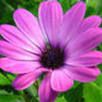 Profile Picture of Lisa Mah (@lisa_mah) on Twitter