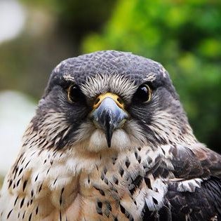Profile Picture of RSchelt (@RSchelt) on Twitter