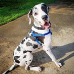 Profile Picture of Eddie&Witten GDFRL Rescues (@eddieandwitten) on Instagram