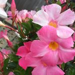 Profile Picture of Haley Brent (@haley_brent) on Instagram