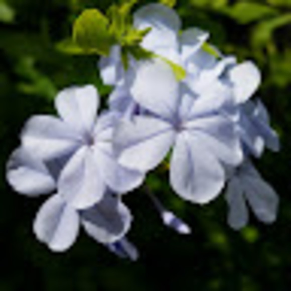 Profile Picture of Tracy Cossman (@1969_trace) on Poshmark