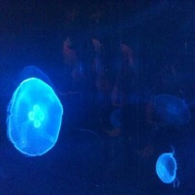 Profile Picture of Steve Nicoll (@Estebannic1) on Twitter