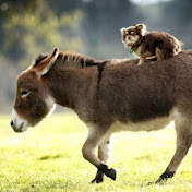 Chris Hamel - Youtube Profile Picture of Chris Hamel (@chrishamel6139) on Youtube