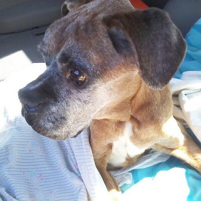 Profile Picture of Kerry O'Neill (@@KOluvsDucks) on Twitter