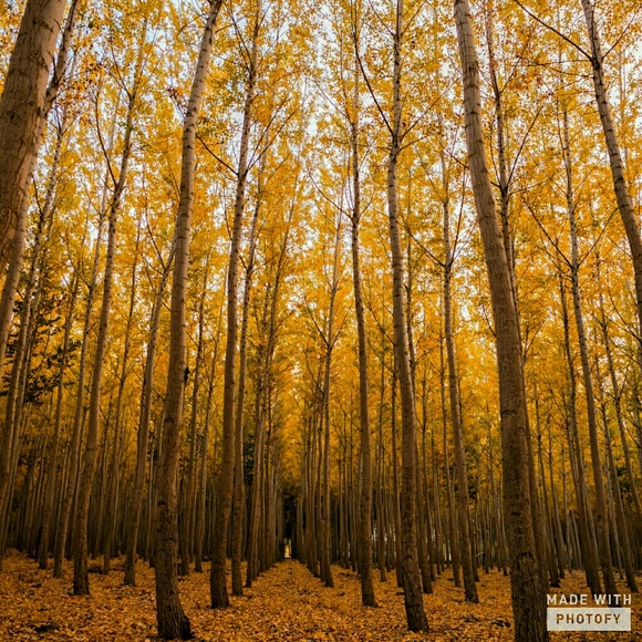 Profile Picture of Autumn Horton (@adhorton2911) on Poshmark