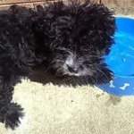 Profile Picture of Ruby Fraser (@crimson_rosexx) on Instagram