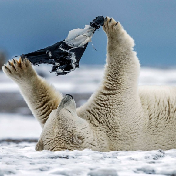 Profile Picture of Marquez Nicely (@ice_bears) on Poshmark