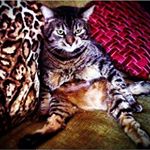 Profile Picture of the_rocco_michael (@the_rocco_michael) on Instagram