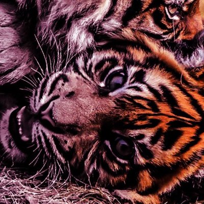 Profile Picture of SAA (@steven_alcaraz) on Twitter