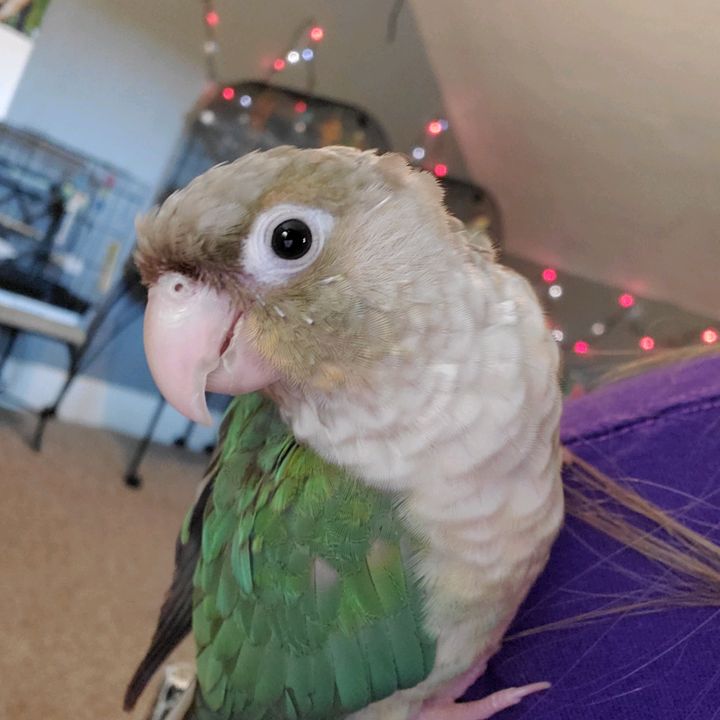 Profile Picture of Grace (@traciegracie) on Tiktok