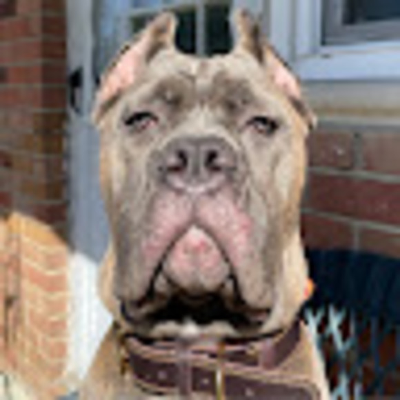 Profile Picture of Janet Casaccio (@boscopcoaltrain) on Poshmark