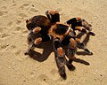 Profile Picture of Brachypelma hamoriion Wikipedia