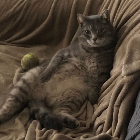 Profile Picture of Heather Albert (@halbert71313) on Poshmark