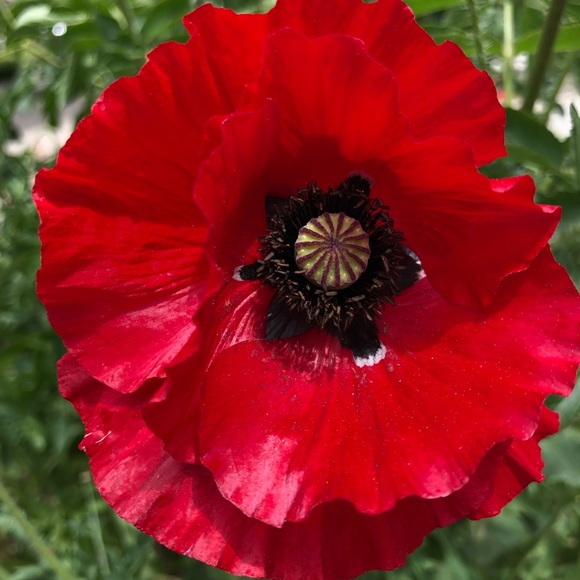 Profile Picture of Brianda Gallardo (@bgallardo8) on Poshmark