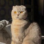 Profile Picture of Robert Sparrow (@robertcatsparrow) on Instagram