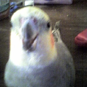 Profile Picture of Bonnie Longo (@bonnln8) on Myspace