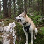 Profile Picture of Winnie Vonqueequee James Moore (@winniethealaskanpup) on Instagram