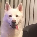 Profile Picture of Jeff The Dog (@jeff_the_husky) on Instagram