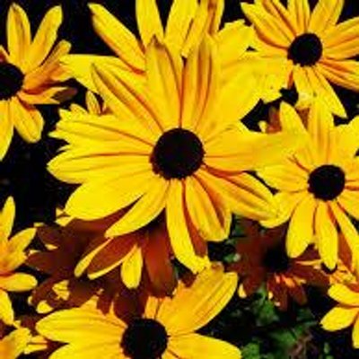 Profile Picture of Sara Freemyer (@sarafreemyer) on Twitter