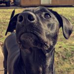 Profile Picture of Dayna Stephens (@lola_the_doggo_woof) on Instagram