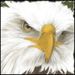 Profile Picture of Mark Besser (@bessermark) on Pinterest