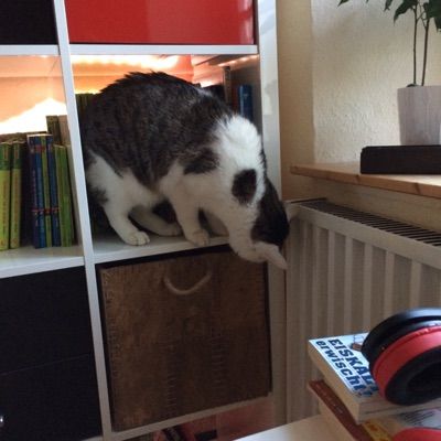 Profile Picture of FRISCHhaltefolie (@charelfrisch) on Tiktok