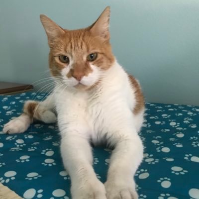 Profile Picture of Lisa Carrier (@LisaCar08661540) on Twitter