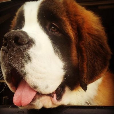 Profile Picture of Bailey St. Bernard (@BaileyStBernard) on Twitter