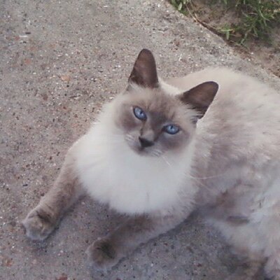 Profile Picture of Tracey Troy (@Tracey_troy) on Twitter