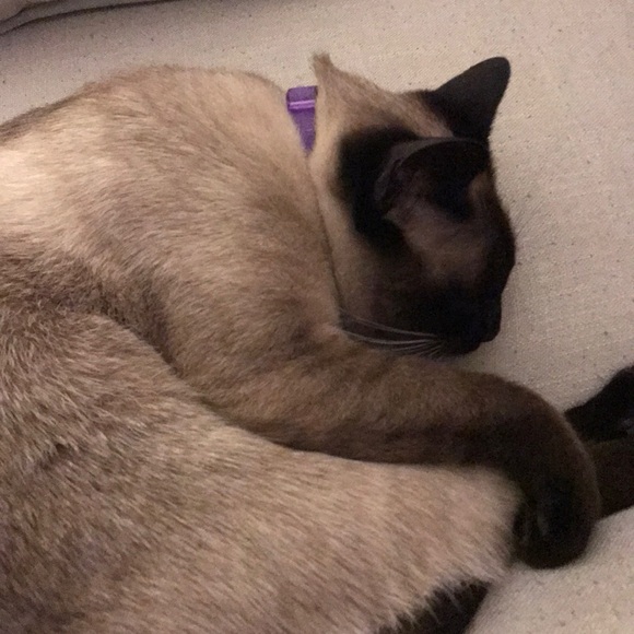 Profile Picture of Tia Haynes (@t1am1a) on Poshmark