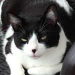 Profile Picture of Michael Jackson Padua Carfora (@michael.jacksonpadua) on Instagram