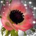 Profile Picture of Wanda Sue Graham (Hoyt) (@wanda.s.graham) on Facebook