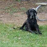 Profile Picture of Misty S Dowdell (@phoebe_thegreatdaneservicedog) on Instagram