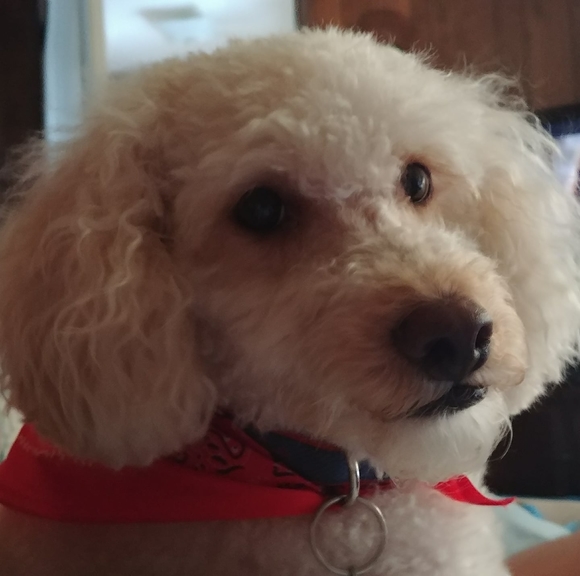 Profile Picture of Jim Greene (@grjim123) on Poshmark