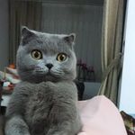 Profile Picture of scottishfoldbritishshorthair (@boris_britishscottish) on Instagram