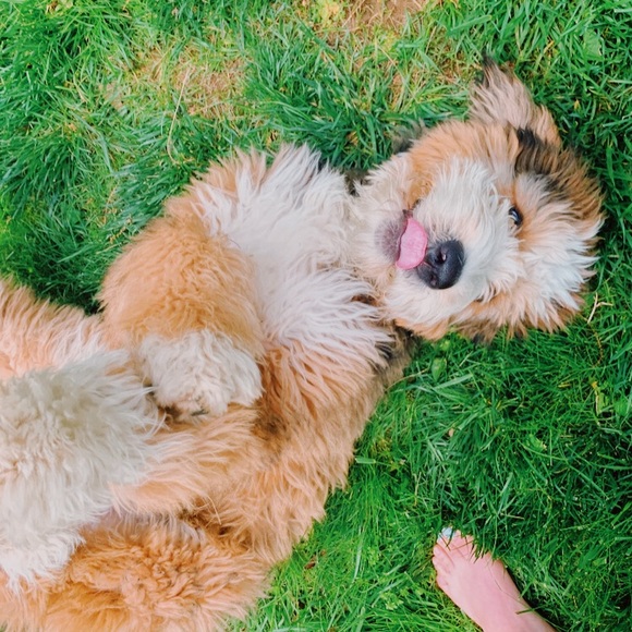 Lauren Camron - Poshmark Profile Picture of Lauren Camron (@lconner528) on Poshmark