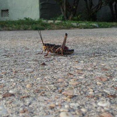 Profile Picture of Nick Ducati (@FeeForbin) on Twitter